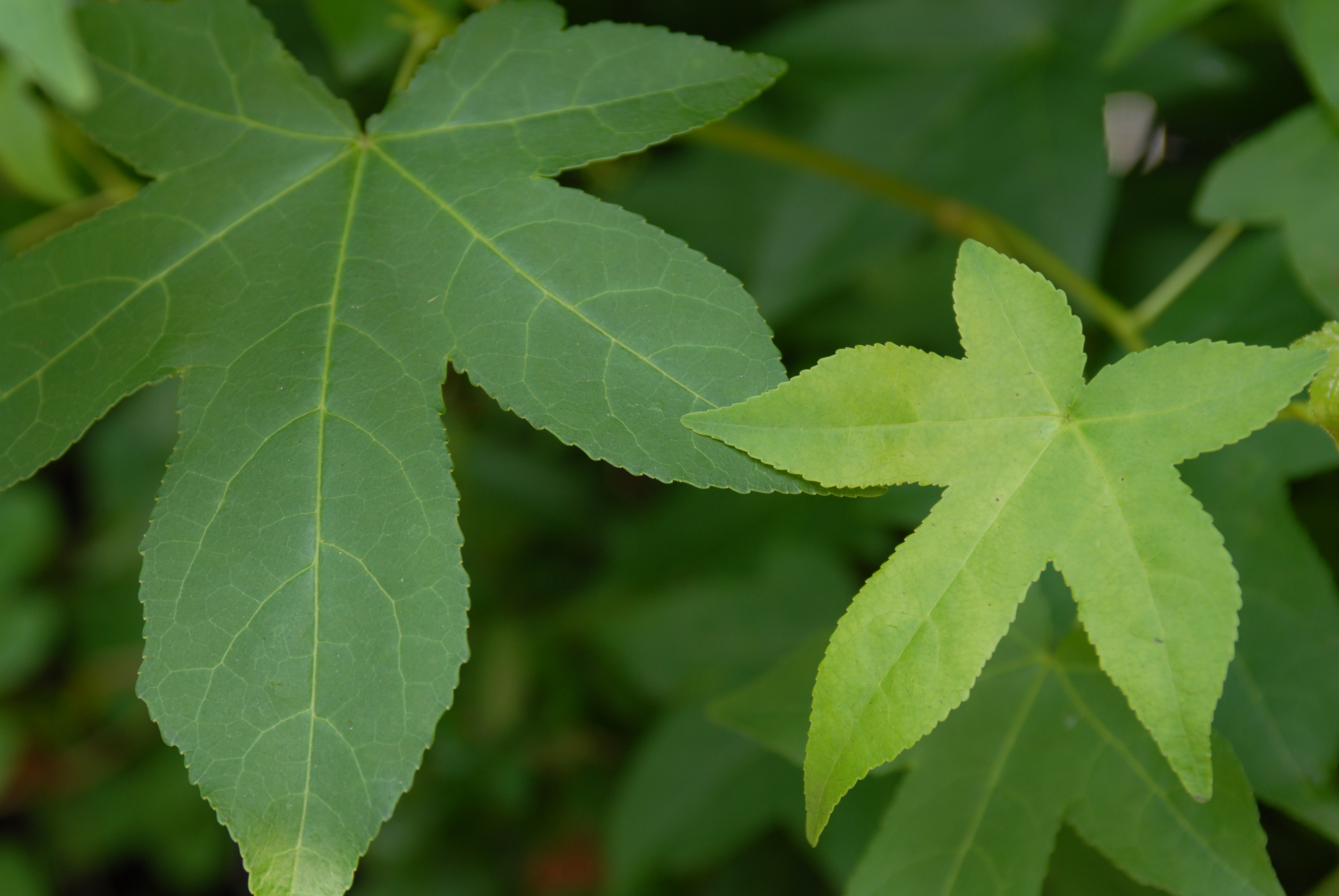 Leaves photo